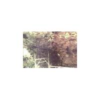 Longitudinal cracking of the arch barrel caused by settlement of the East side of the South abutment.
Voids with the crack inhabited by bats and dippers are marked with white paint.