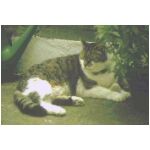 Thomas, the big fat happy cat