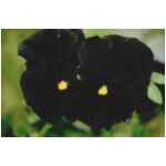 A Black Pansy