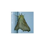 Someone will tell me what moth this is
