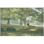 One of the stag deer in the park
