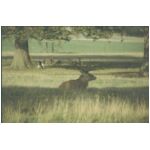 Another stag