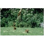 My Uncles farm used to have Red Squirrels in the garden